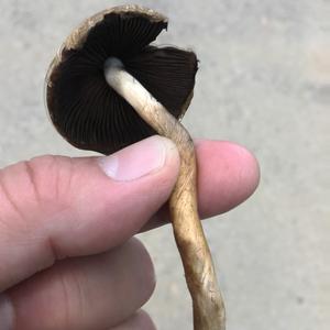 Velvety Psathyrella