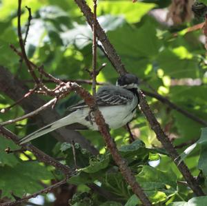 White Wagtail