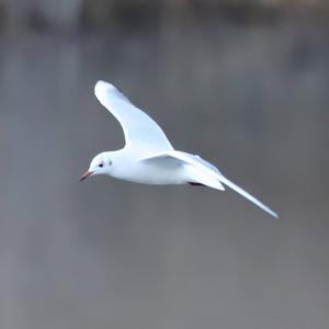 Black-headed Gull