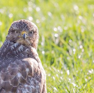 Mäusebussard