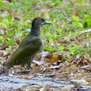 Eurasian Green Woodpecker