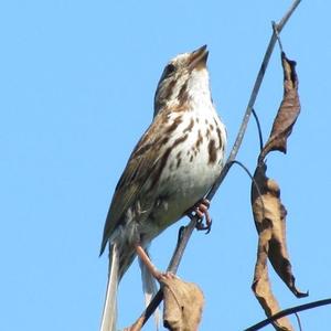 Song Sparrow