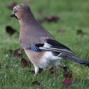 Eurasian Jay