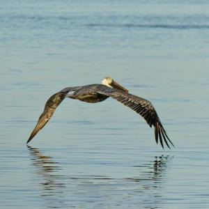 Brown Pelican