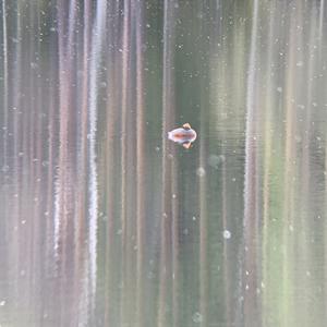 Horned Grebe