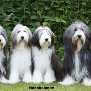 Bearded Collie