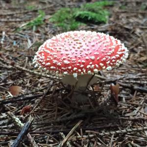 Fly Agaric