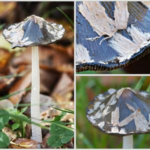 Magpie Ink-cap