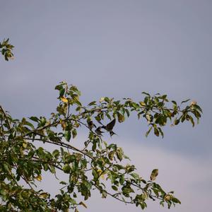 Barn Swallow