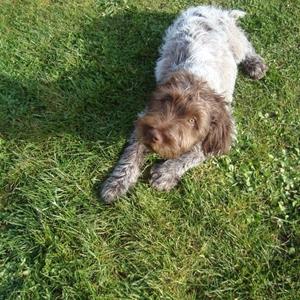 Wirehaired Pointing Griffon