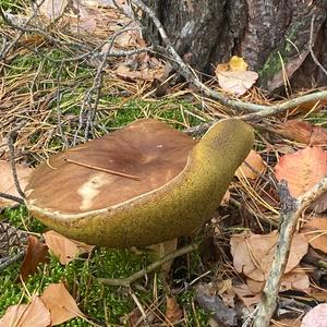 Bay Bolete