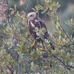 Western Marsh-harrier