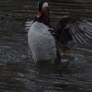 Mandarin Duck