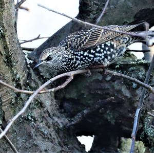 Common Starling