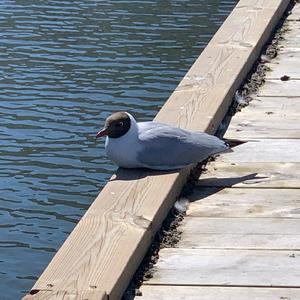 Black-headed Gull