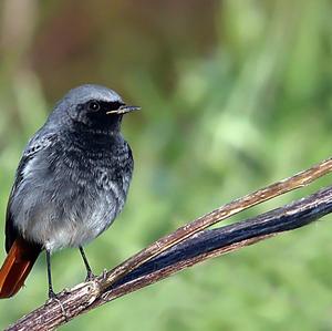 Black Redstart