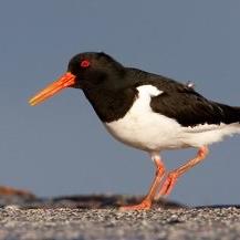 Eurasian Oystercatcher