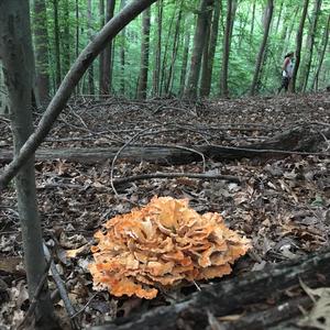 Chicken Mushroom