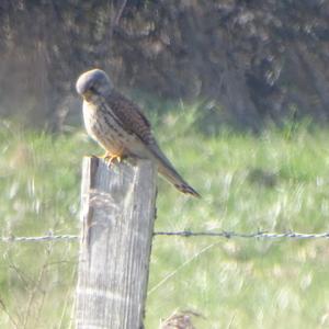 Common Kestrel