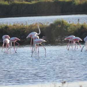 Greater Flamingo