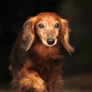 Dachshund