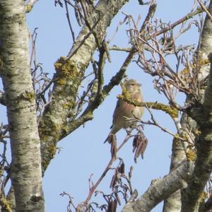 Eurasian Linnet