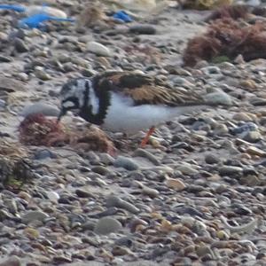 Ruddy Turnstone