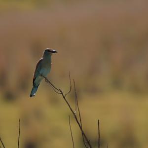 European Roller