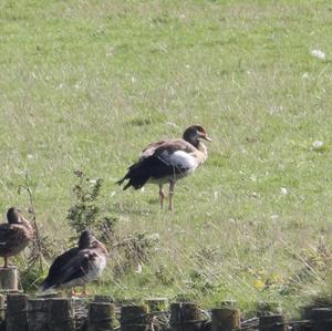 Egyptian Goose