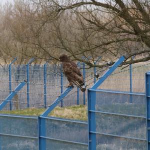 Mäusebussard