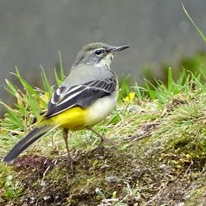 Grey Wagtail