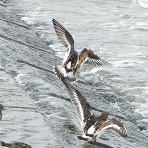 Ruddy Turnstone