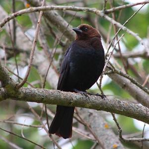 Brown-headed Cowbird