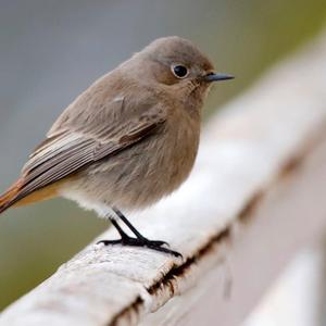 Black Redstart