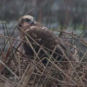 Western Marsh-harrier