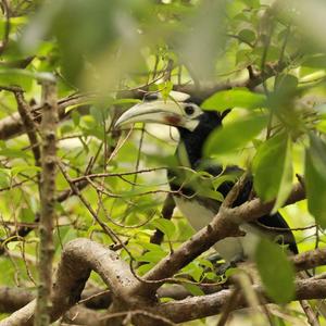 Oriental Pied Hornbill