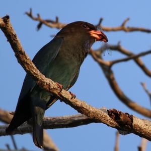 Dollarvogel