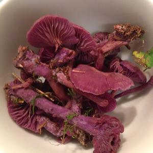 Amethyst Deceiver