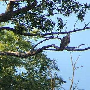 Wespenbussard