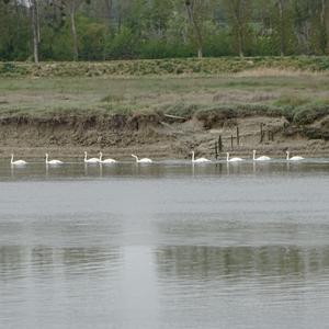 Höckerschwan