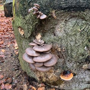 Oyster Mushroom