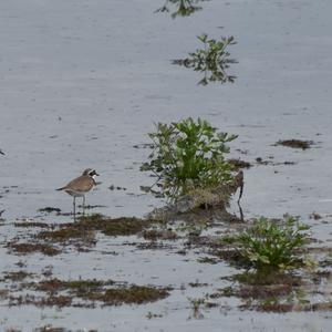 Little Ringed Plover