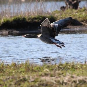 Greylag Goose