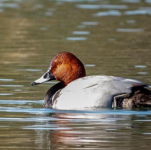 Common Pochard