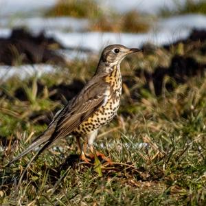 Mistle Thrush