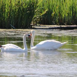 Mute Swan