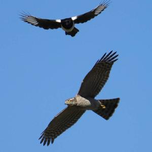 Eurasian Sparrowhawk