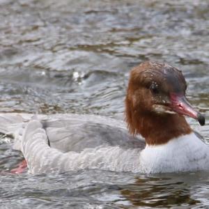 Common Merganser