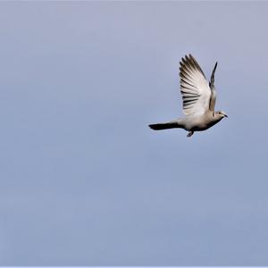 Eurasian Collared-dove