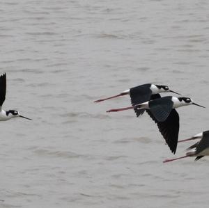 Black-necked Stilt